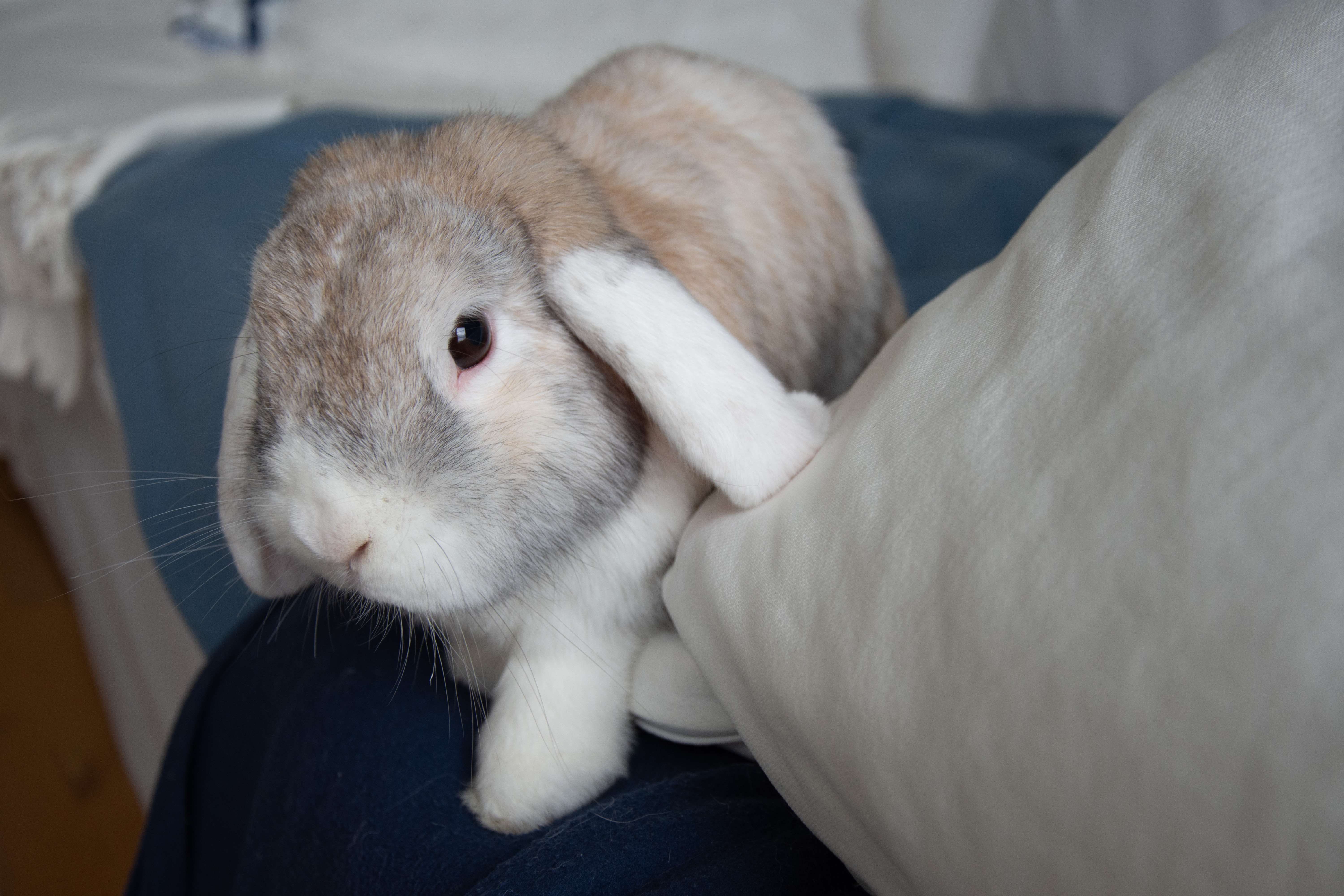 Danimals Rabbit Did You Know? – Kaninliv