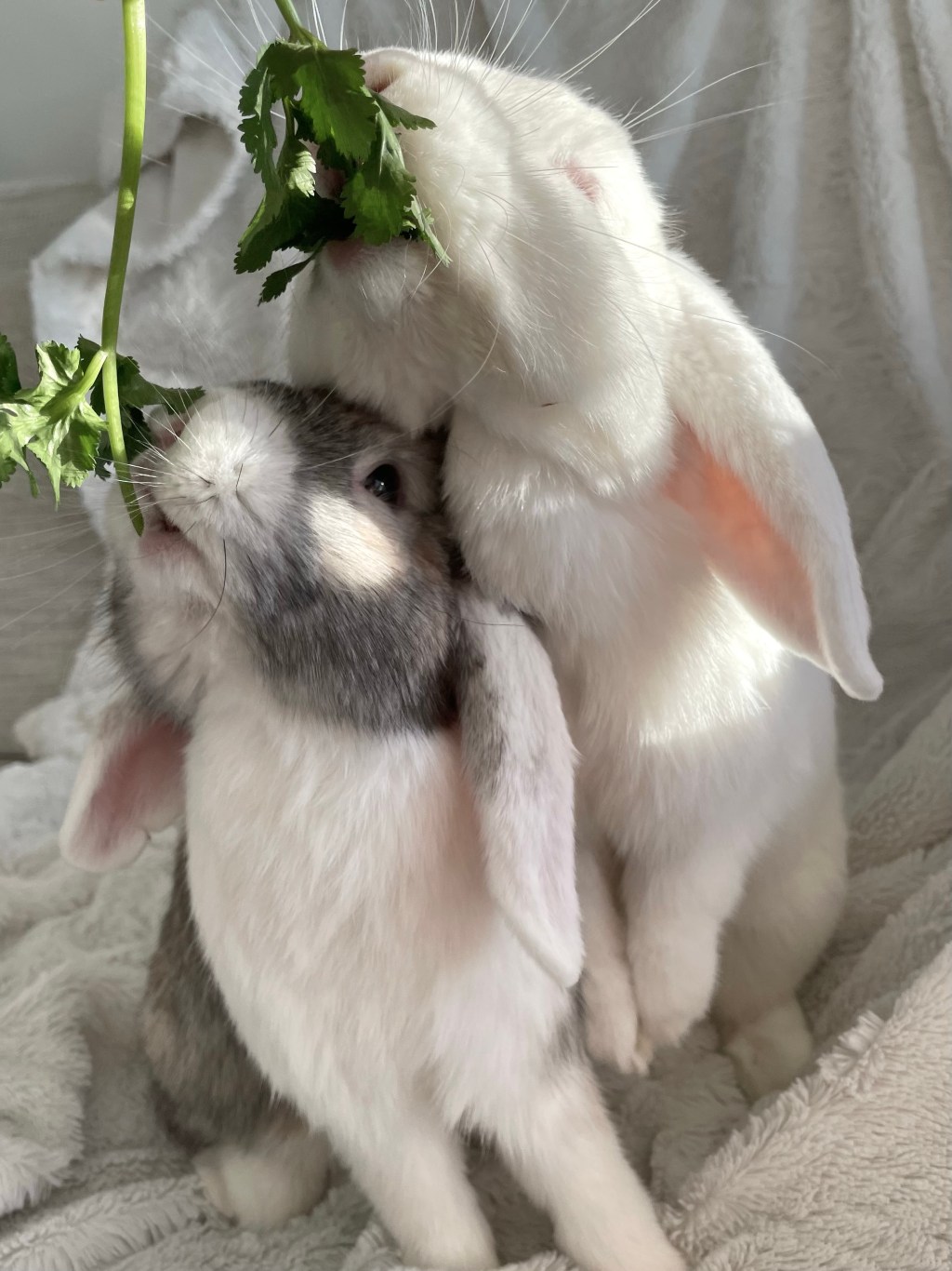 Vad ska kaniner&nbsp;äta?