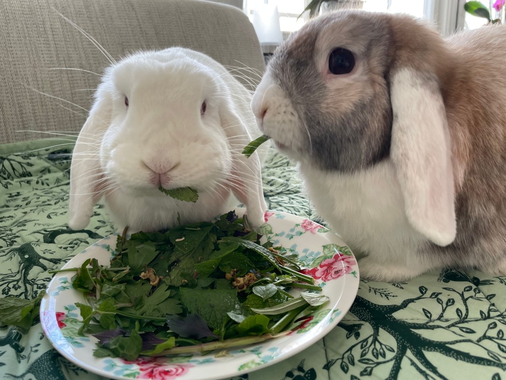 Vad kaniner kan äta – Blad, örter, grenar,&nbsp;blommor