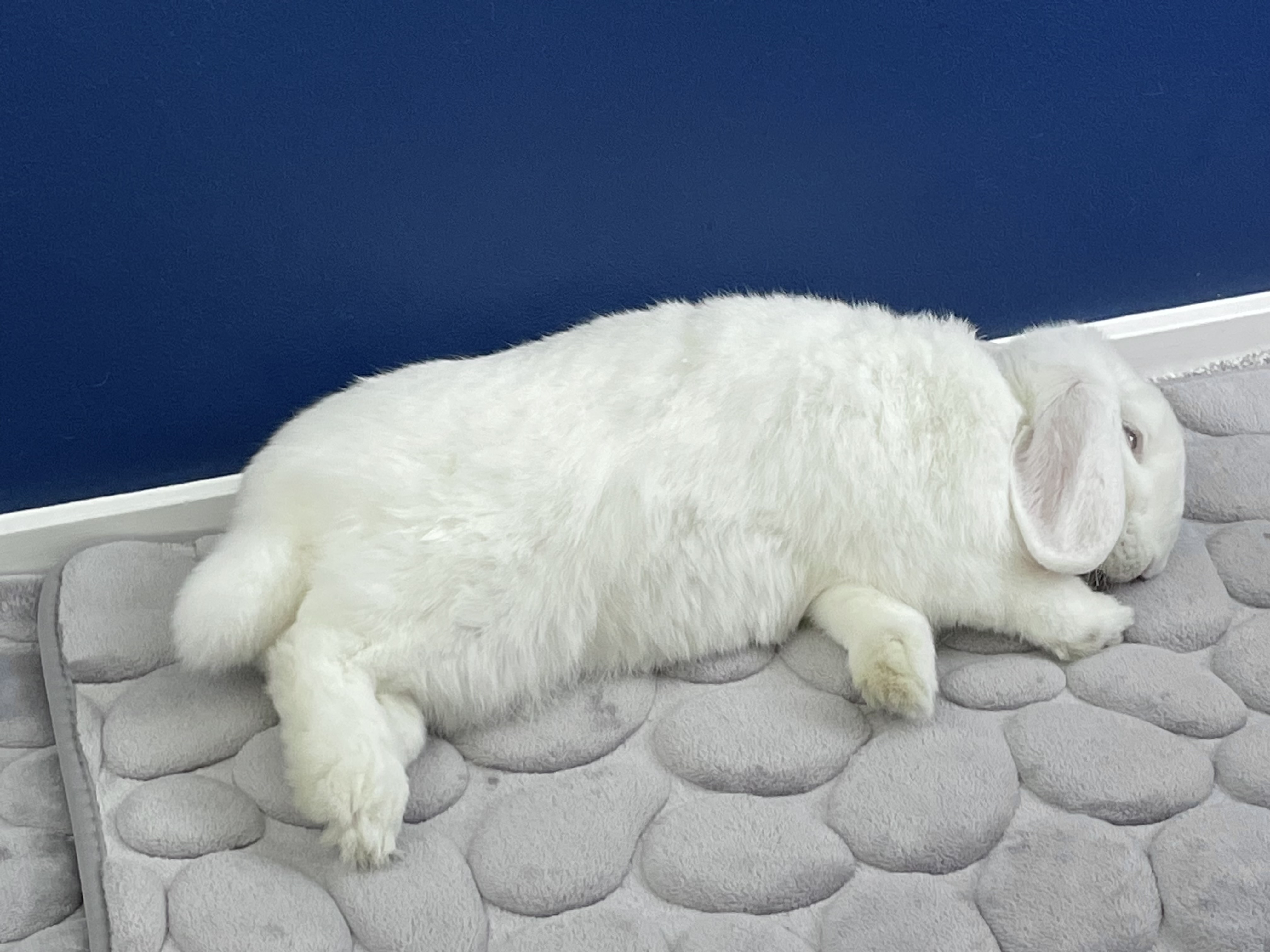 Hukom Rabbit Five Things We Do For Fun – Kaninliv