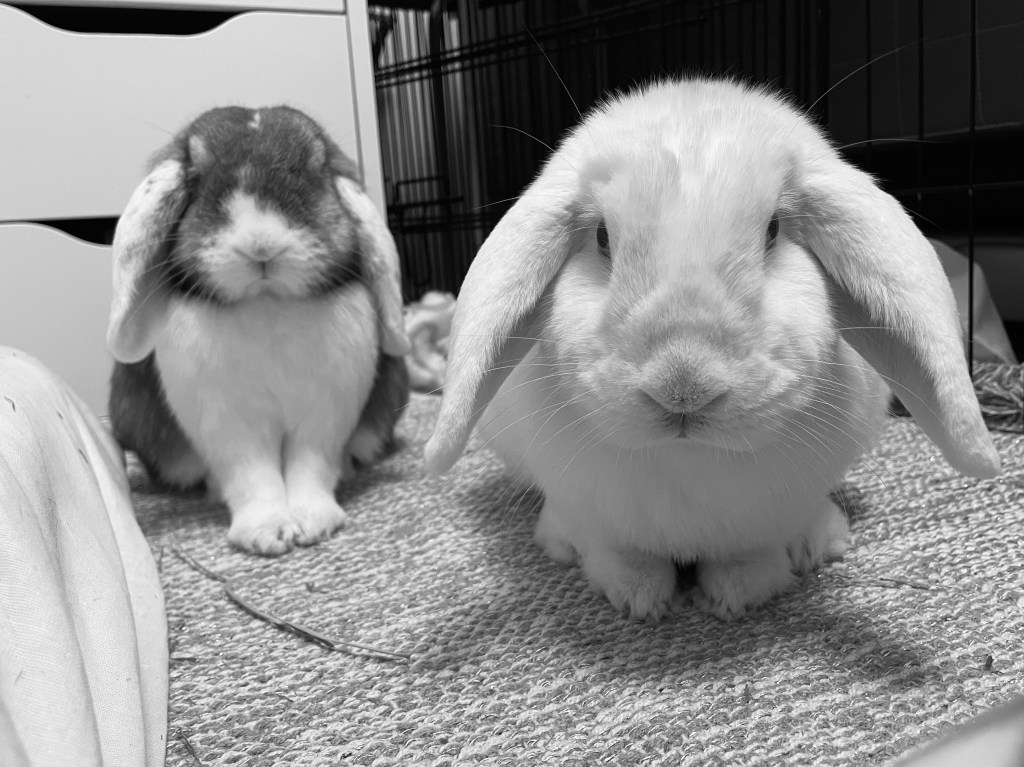 Kaniner är fantastiska!