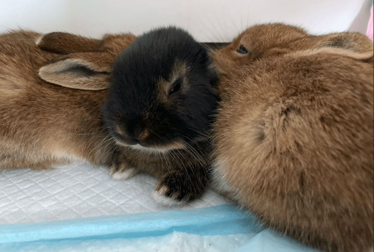 Common Rabbit Myth: Male Rabbits Can’t Be Friends – Kaninliv