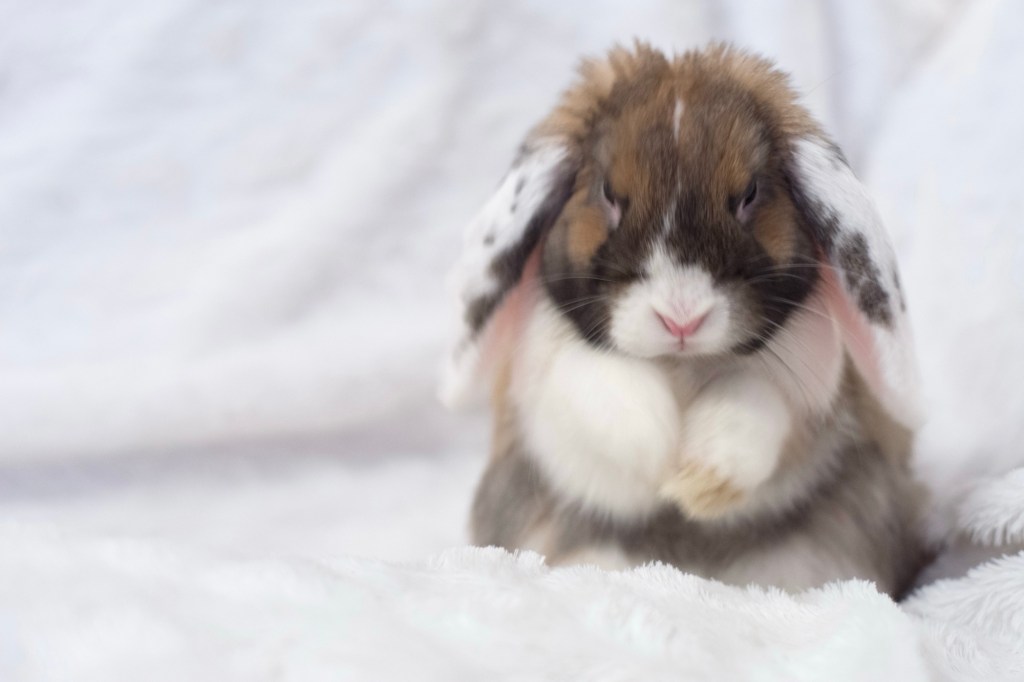 Vad kaniner inte bör&nbsp;äta