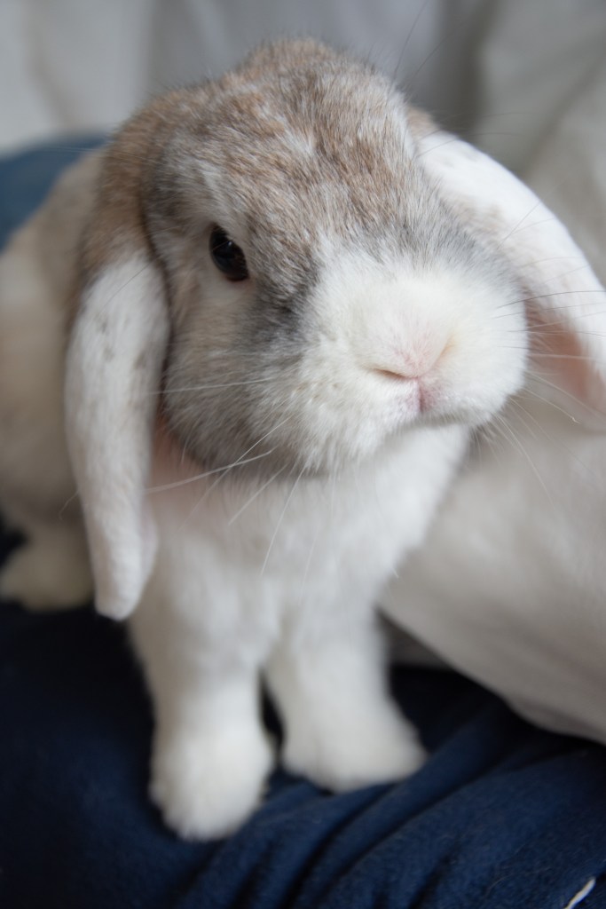 Bild på tamkaninen Alfred