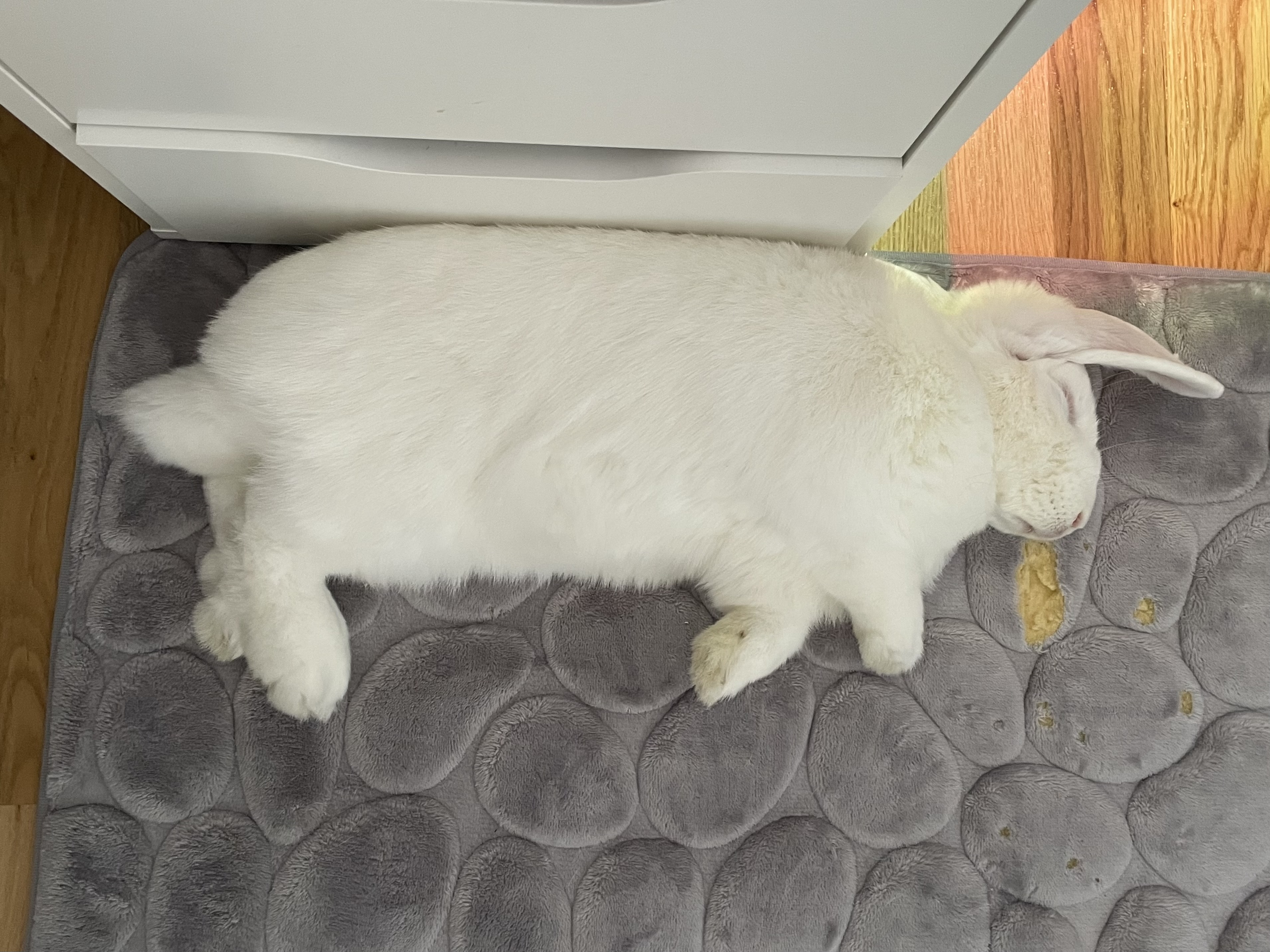Meen Rabbit 11 Things Your Rabbit Does – and What They Actually Mean – Kaninliv
