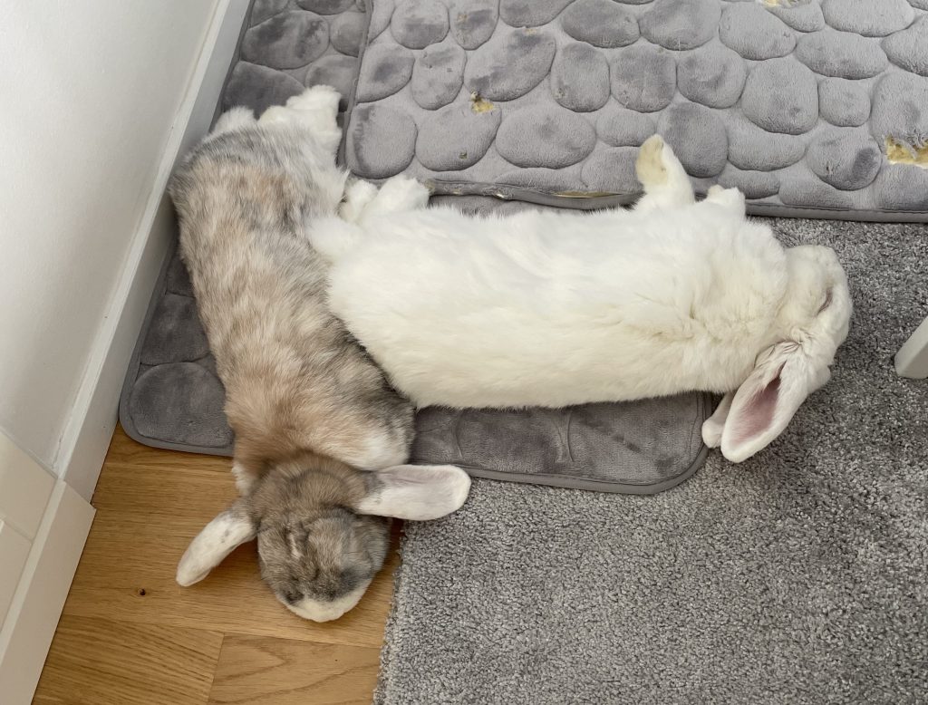 11 saker din kanin gör – och vad det egentligen&nbsp;betyder